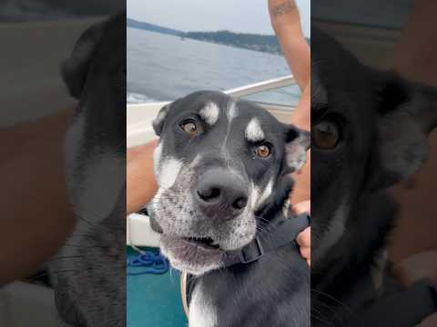 He’s very excited! #boating #lake #boatdog #doglove #wolf #howlingdog #wakeboarding #wakesurf #home