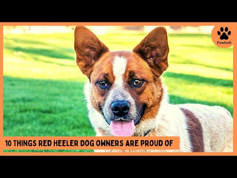 10 Things Red Heeler Dog Owners are Proud of