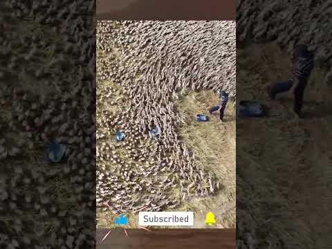 The duck | Look at the ducks from above!!!.Animals Plants #shorts