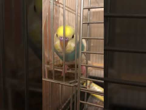 おめめしょぼしょぼインコ#shorts #セキセイインコ