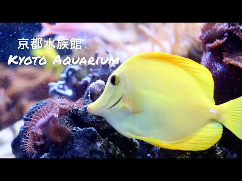 Kyoto Aquarium 🌸| 京都水族館 | TRAVEL With Fashion | life in japan