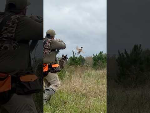 When the third shot saves your dinner #wirehairedpointinggriffon #pheasant