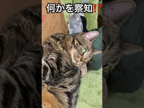 #cat #猫のいる生活 #猫のいる暮らし #ねこ動画