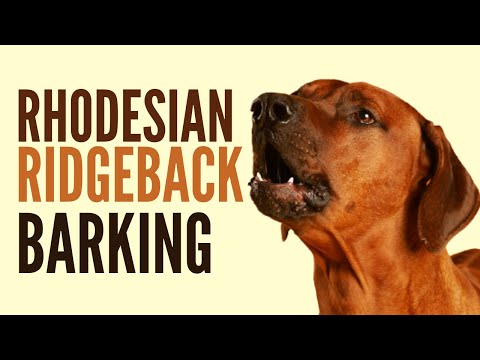 Rhodesian Ridgeback Barking. How To Make Your Dog Bark