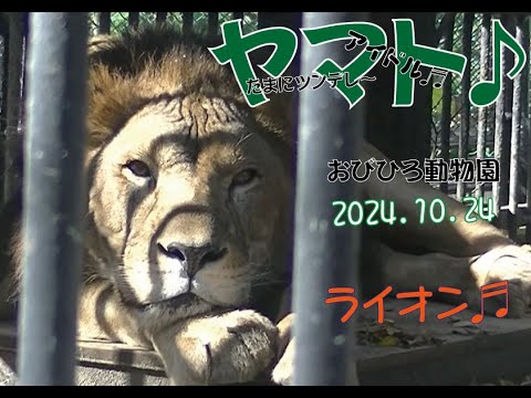 おびひろ動物園　ヤマトの可愛さにあなたは耐えられるか♬編。