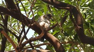 2023/03/15  永祥公園鳳頭蒼鷹交尾