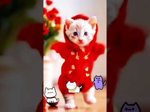 Funny cat bike Reaching dance #trending #song #shorts