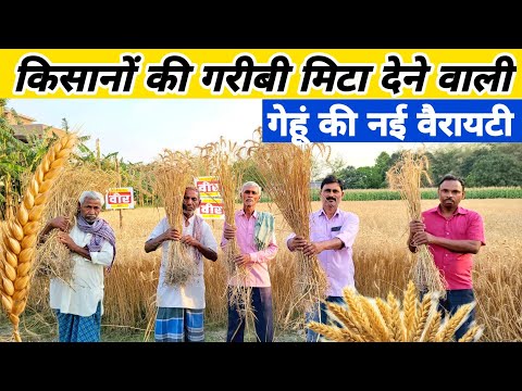 दुगना उत्पादन वाली गेहूं ने पूरे गांव की गरीबी मिटा दी | 2024 Wheat best Variety