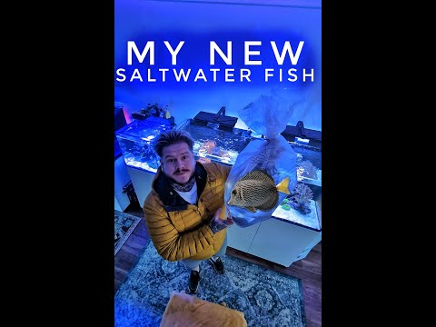 New Fish For My Saltwater Aquarium | Gem Tang | Vlog