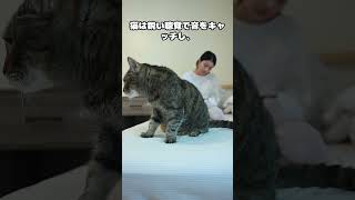 猫が背中を向けて座る理由5選！　#shorts  #cat #voicevoxずんだもん #猫のいる暮らし #猫好きさんと繋がりたい #猫のいる生活   #ペット