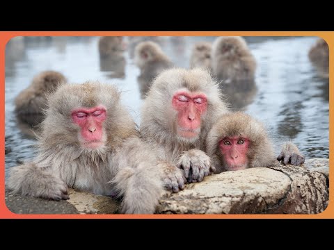 Macaques: Life Inside A Japanese Monkey Gang (4K Documentary)