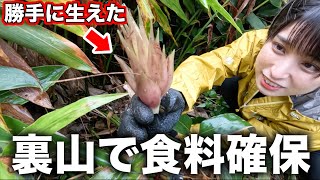 【田舎暮らし】コレ、美味いのか…！？大量収穫して食べてみた！