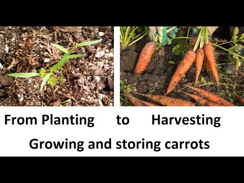 Growing Carrots from seeds to harvest (96 days in 20 mins.)