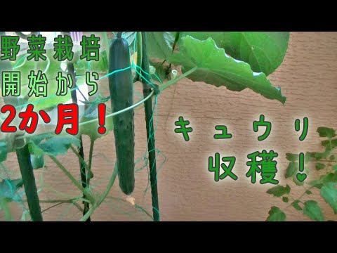 ベランダで野菜の栽培始めて2か月　キュウリが収穫出来て順調！と思いきや・・・