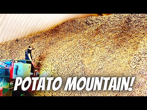 Preparing for potato harvest!