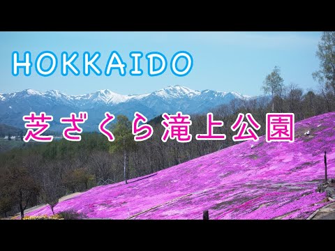 滝上町の芝桜を見に行ってきた HOKKAIDO【芝ざくら滝上公園】