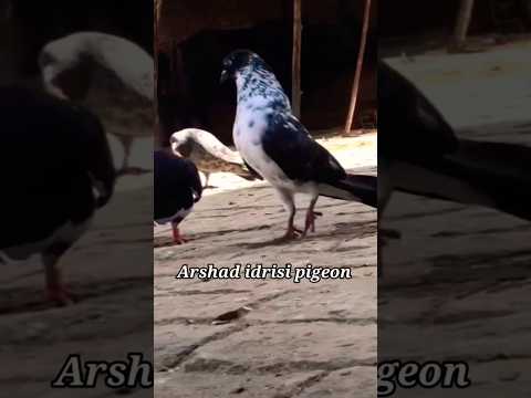 Top Indian pigeons ! #pigeonvideo #pigeonstatus #highflyingpigeons #youtubeshorts