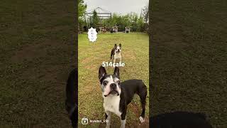 【Boston terrier】テラス席で遊ぶ♪茶豆&春豆