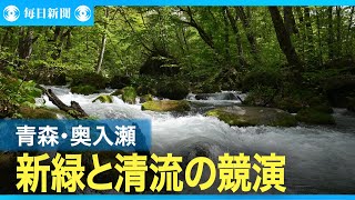 新緑きらめく奥入瀬渓流　ブナやツツジ、水しぶきと競演　青森