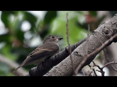 高雄市的寬嘴鶲 Brown Flycatcher    （2024 09 27）