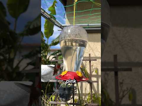 Hummingbird nectar recipe: it showed up in less than a minute! #hummingbird #hummingbirdnectar