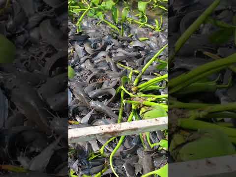 Awesome catfish raising in the backyard #catfish #fishfarm #farming #agriculture #shorts