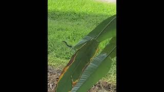 #blacksnake #blackrazor #florida #smallsnake #gardensnake #orlando #closetodisney