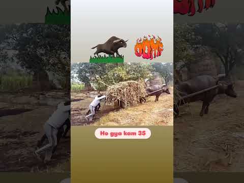 इसे कहते हैं असली Bull पावर #farmarlife #ytshorts #farmar #ganna