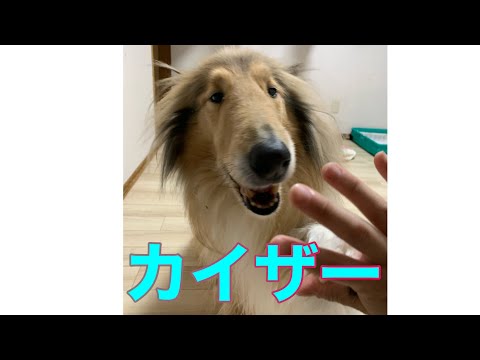 【自己紹介】カイザー