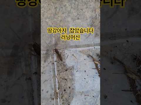 땅강아지 러닝머신