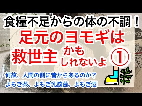 足元のヨモギは救世主！かもしれない。食糧危機、食糧不足による免疫の低下からのさまざまな病気。サプリの備蓄も大切ですが、万能薬草のヨモギを取り入れて、病への予防をしませんか？よもぎ茶、よもぎ乳酸菌、他。