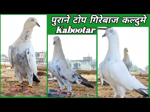 Sambhal Wale Kaldume Kabootar !! अब कहाँ मिलते हैं देखने को !!  Arshad idrisi pigeon