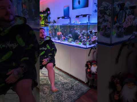 Feeding My Marine Fish Breakfast | #shorts #aquarium #fish #pets