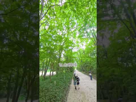 【遺したい日本の絶景】京都・下鴨神社「糺の森」