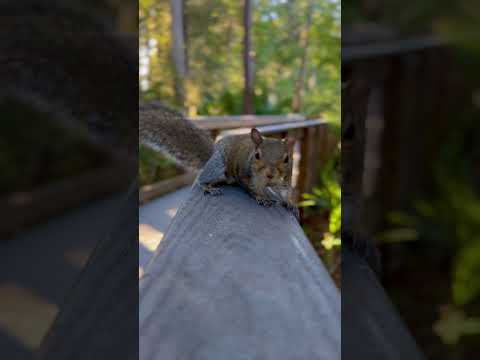 Curious Squirrel