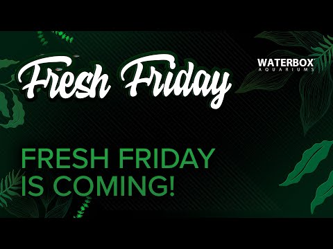 Fresh Friday is Coming! New Incredible Event.