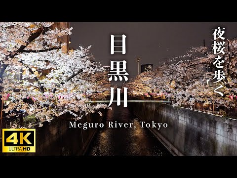 『目黒川の桜』夜の街を歩く。中目黒〜池尻大橋方面へ夜桜が美しい🤩