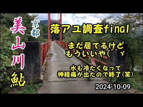 2024-10-09 京都美山川 落ちアユ調査！素掛け、コロガシ