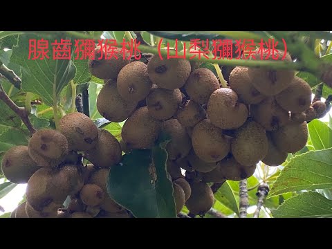 腺齒獼猴桃（Actinidia rufa，併入山梨獼猴桃）縮小版奇異果 比五元硬幣還小