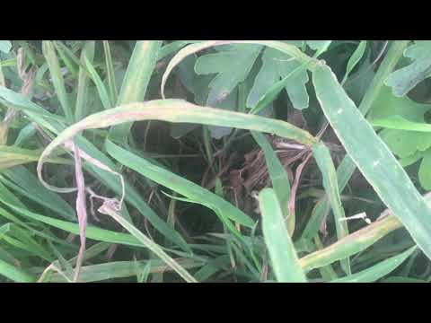 国道沿いの植木に大量のアマガエル　tree frog