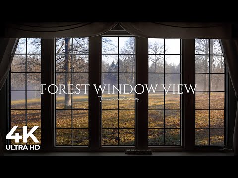 4K Forest window view birds singing - Relaxing, Calming, Ambience, white noise