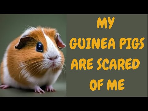 My Guinea Pigs Are Scared Of