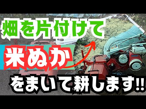 【家庭菜園】、冬になったので畑を片付けて【米ぬか】を撒いて耕します😁