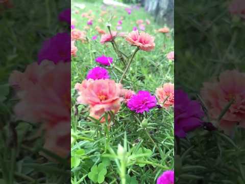 പത്തുമണി സുന്ദരികൾ #shorts #gardening #malayalam #viral #flowers #flowers