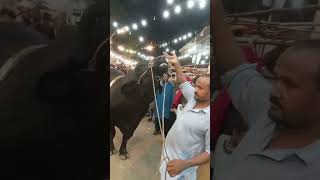 big cow#viral#Jamalvlog#loveanimals#animals#cow#tranding#ytshorts