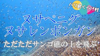 【バリ島ダイビング】「ヌサペニダ・ヌサレンボンガン(中～上級者向け)」で、ただただサンゴ礁の上を飛び続ける