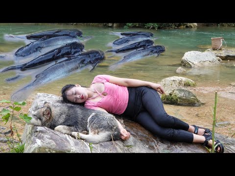 Fish trap, rural girl who traps fish and earns income from fish. Fish trapping skills