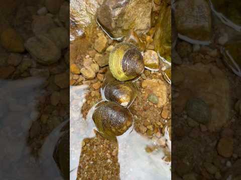 Harvesting pearls on the earth #clam #pearl