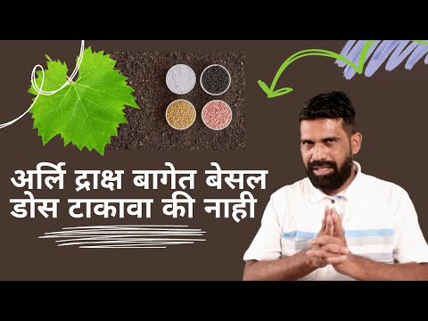 shrihari ghumare | अर्लि द्राक्ष  बागेत  बेसल  डोस  टाकावा  की  नाही