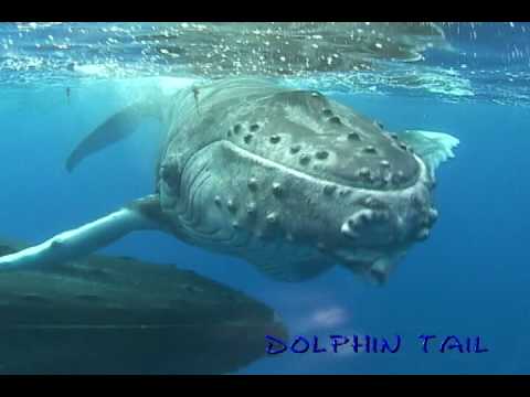 ルルツ島ザトウクジラ　rurutu Is． humpback whale　No．9